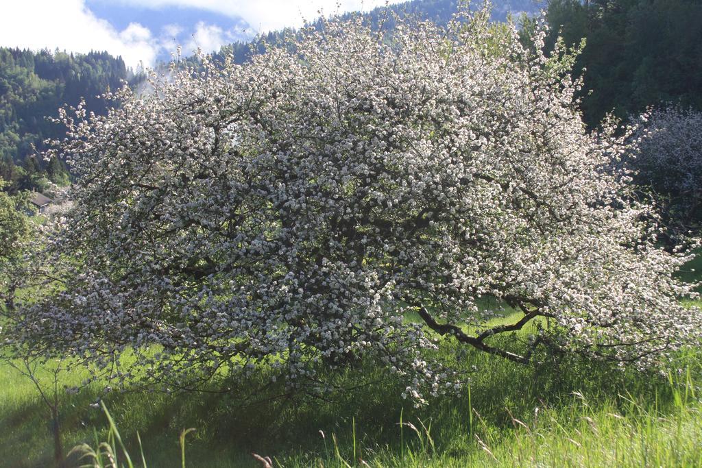 Albergo Diffuso Faller Zewnętrze zdjęcie